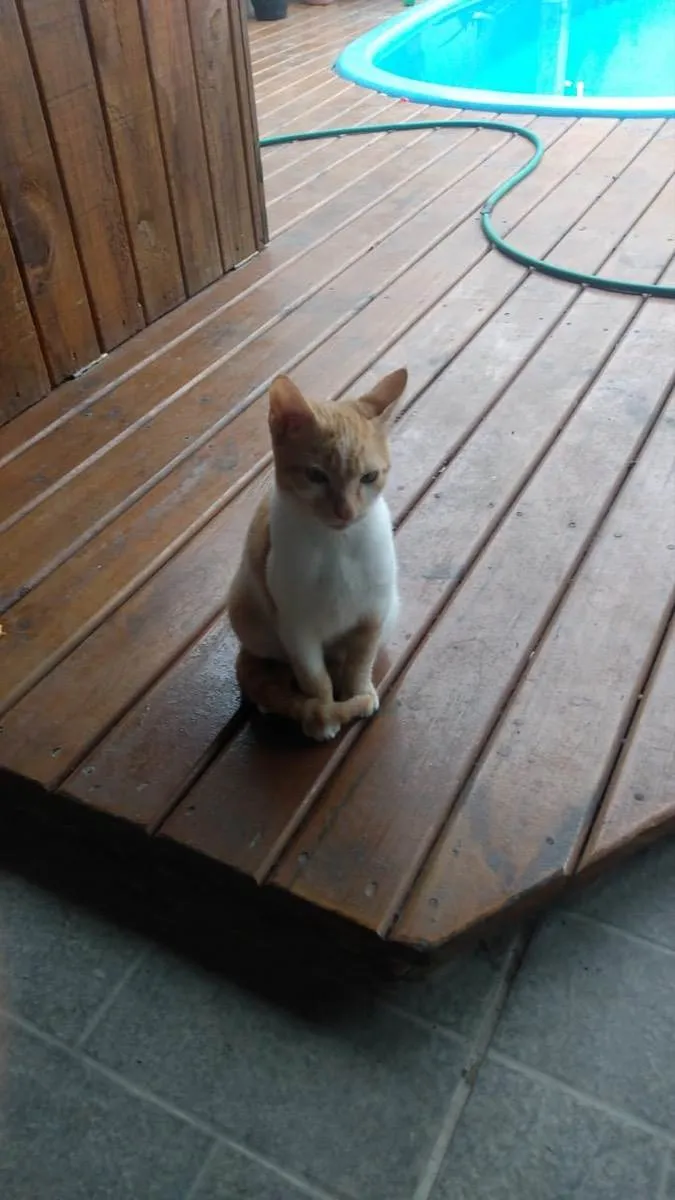 Gato ra a Srd idade 2 a 6 meses nome Daniel