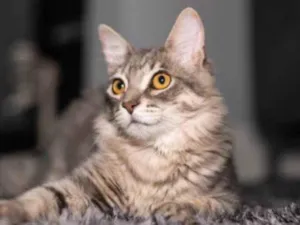 Gato raça Srd idade 2 a 6 meses nome Ziggy e Bartho
