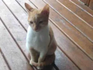 Gato raça Srd idade 2 a 6 meses nome Daniel
