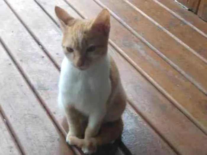 Gato ra a Srd idade 2 a 6 meses nome Daniel