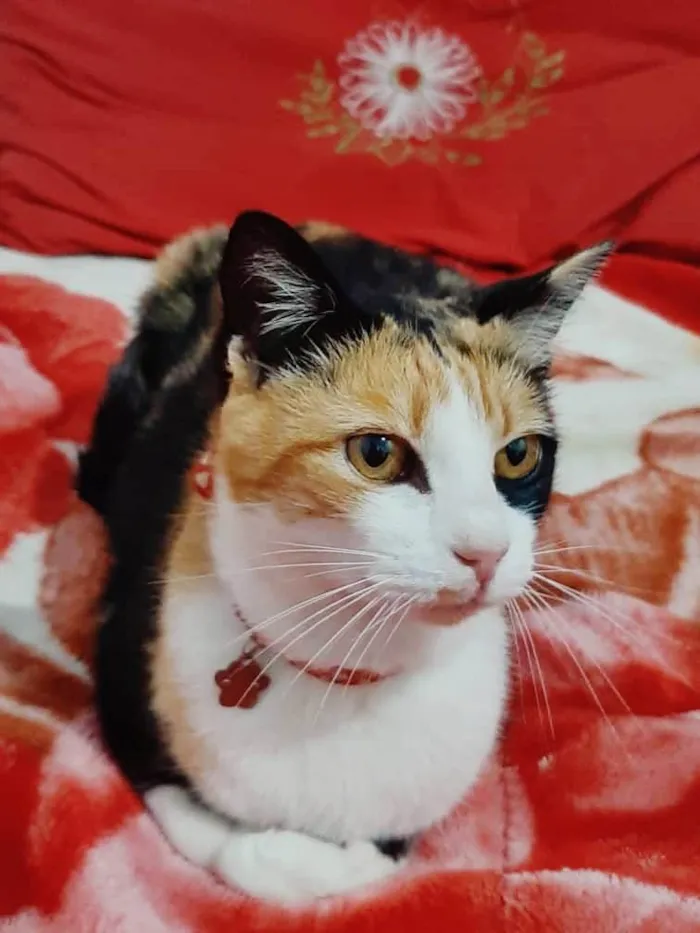 Gato ra a Srd idade 2 a 6 meses nome Isabela 