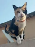 Isabela 