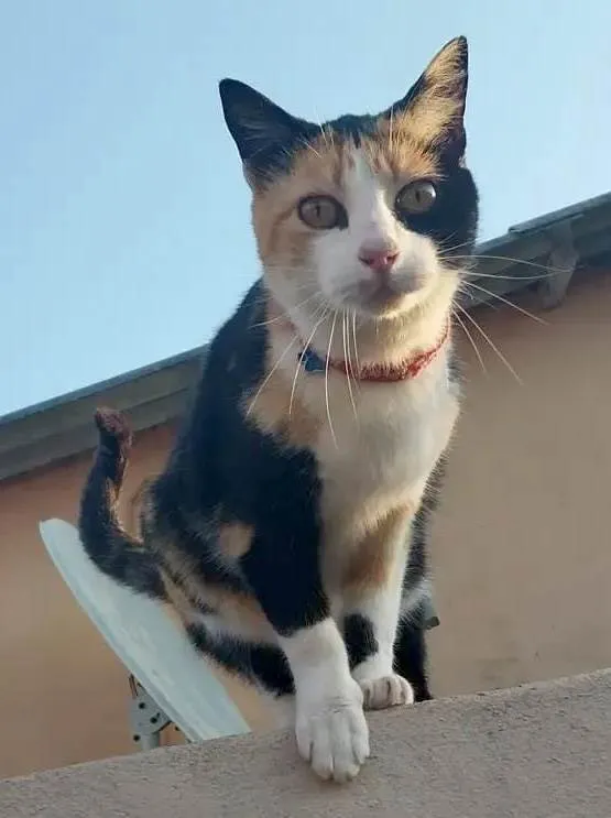 Gato ra a Srd idade 2 a 6 meses nome Isabela 