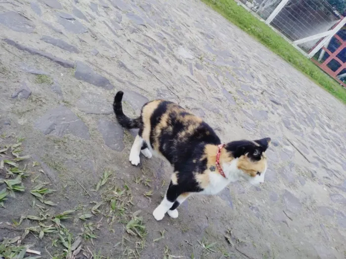 Gato ra a Srd idade 2 a 6 meses nome Isabela 