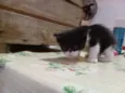Filhotes de Gata