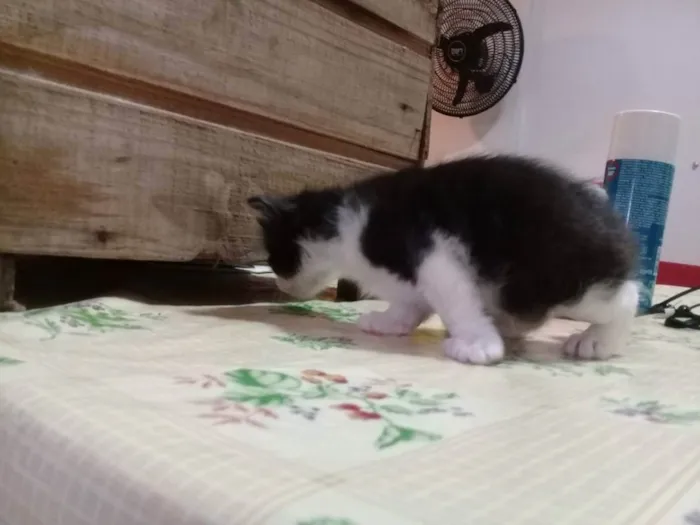 Gato ra a Vira-Lata idade Abaixo de 2 meses nome Filhotes de Gata 