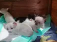 Filhotes de Gata