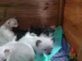 Filhotes de Gata
