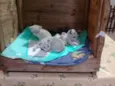 Filhotes de Gata