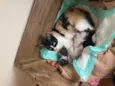 Filhotes de Gata