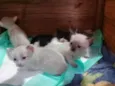 Filhotes de Gata