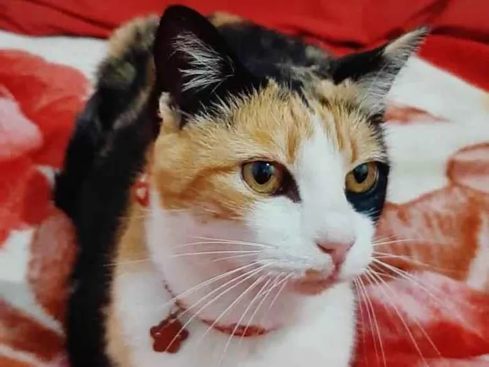 Gato ra a Srd idade 2 a 6 meses nome Isabela 