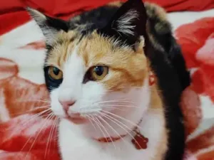 Gato raça Srd idade 2 a 6 meses nome Isabela 