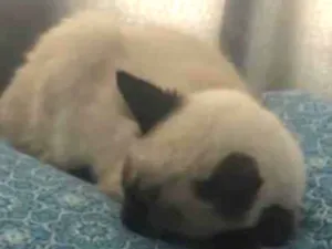 Gato raça Siamês  idade 7 a 11 meses nome Pérola 