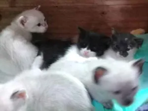 Gato raça Vira-Lata idade Abaixo de 2 meses nome Filhotes de Gata 