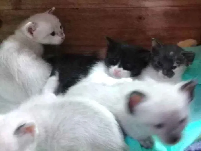 Gato ra a Vira-Lata idade Abaixo de 2 meses nome Filhotes de Gata 