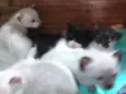 Filhotes de Gata