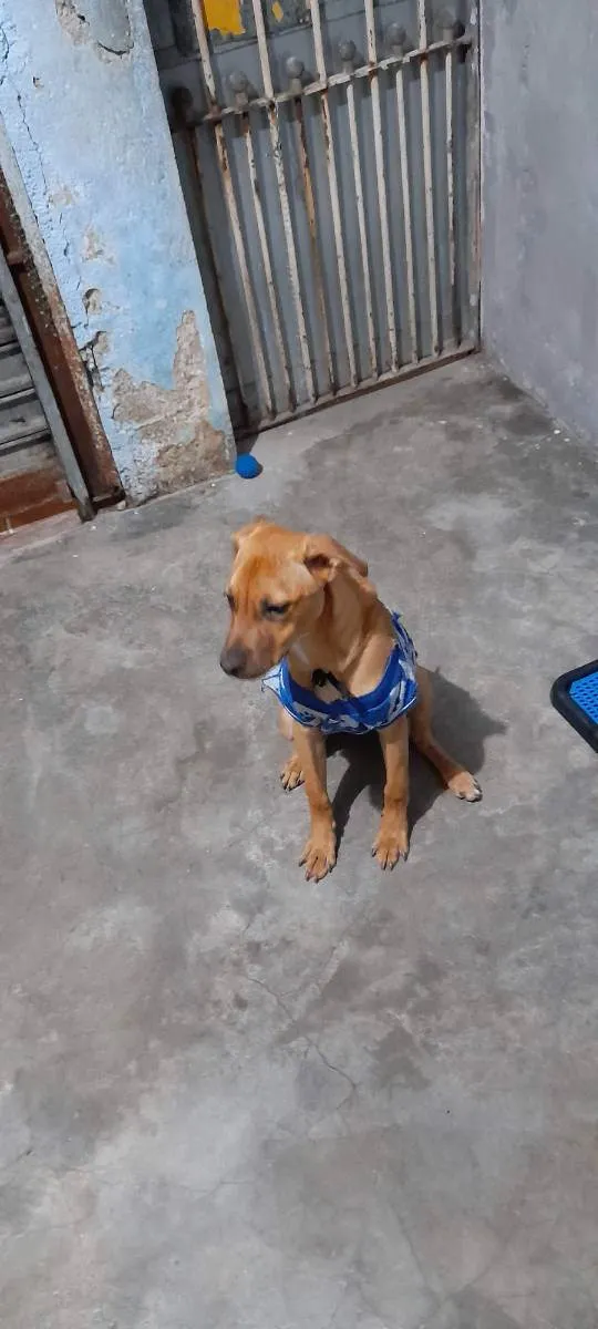 Cachorro raça Sem raça definida idade 7 a 11 meses nome Alok