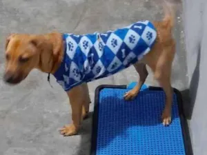 Cachorro raça Sem raça definida idade 7 a 11 meses nome Alok