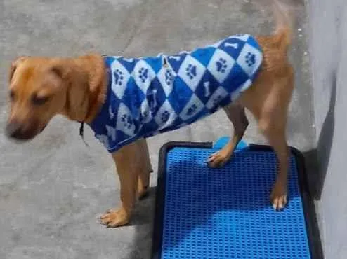 Cachorro raça Sem raça definida idade 7 a 11 meses nome Alok