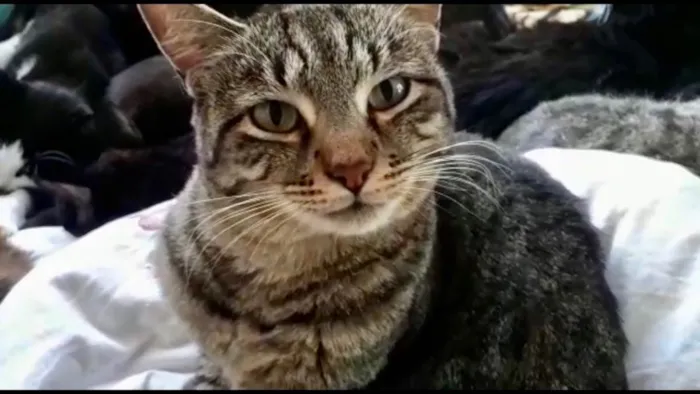 Gato raça Srd idade 1 ano nome Giorgio Armani