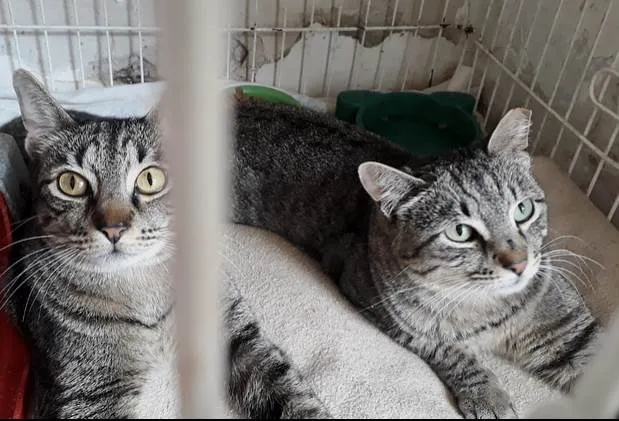 Gato raça Srd idade 1 ano nome Giorgio Armani