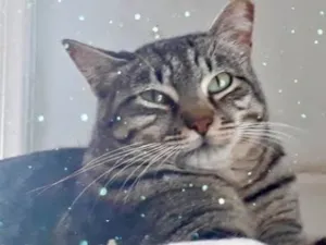 Gato raça Srd idade 1 ano nome Giorgio Armani