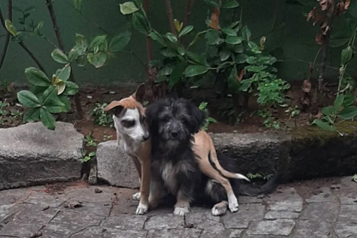 Cachorro ra a Vira lata idade 2 a 6 meses nome Sem nome (filhote 4 