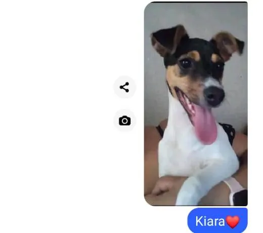 Cachorro ra a Fox paulistinha  idade 1 ano nome Kiara