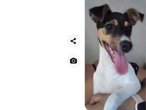 Cachorro ra a Fox paulistinha  idade 1 ano nome Kiara