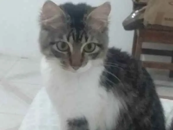 Gato raça  idade 7 a 11 meses nome Sasuke