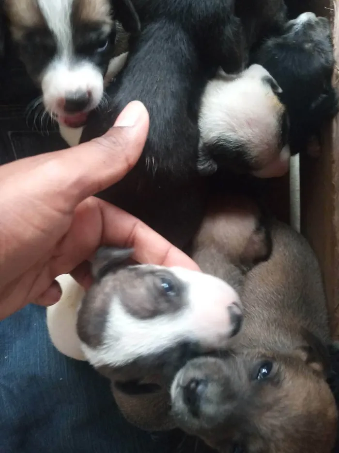 Cachorro raça Viralata  idade Abaixo de 2 meses nome Viralata