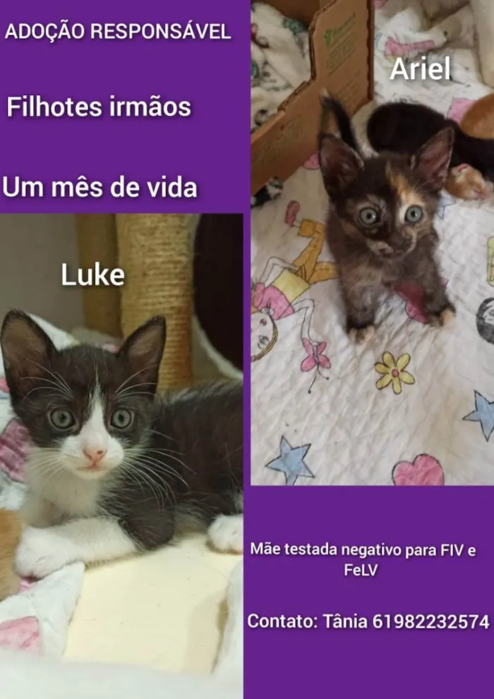 Gato ra a SRD idade Abaixo de 2 meses nome Luke e Ariel 