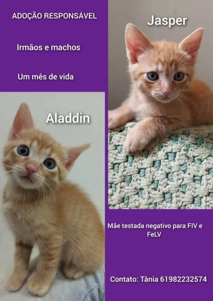 Gato ra a SRD idade Abaixo de 2 meses nome Luke e Ariel 