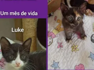 Gato raça SRD idade Abaixo de 2 meses nome Luke e Ariel 