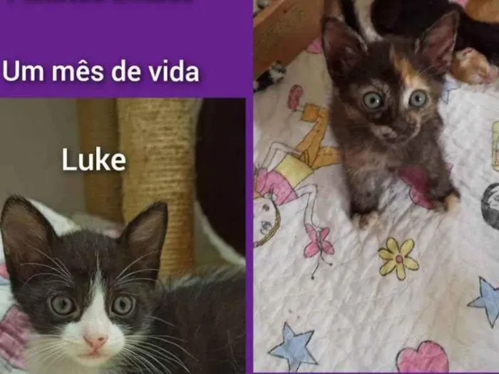 Gato ra a SRD idade Abaixo de 2 meses nome Luke e Ariel 