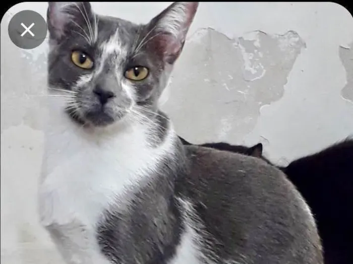 Gato raça Srd idade 2 a 6 meses nome Pink bb5meses linda 