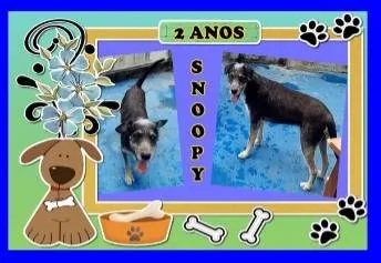 Cachorro ra a Vira lata idade 2 anos nome Snoopy 