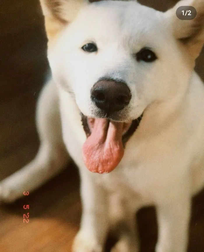 Cachorro raça Akita Inu idade 7 a 11 meses nome Mel