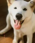 Mel