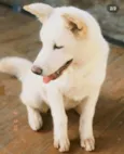 Mel