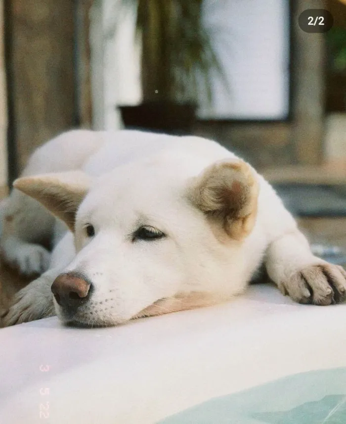 Cachorro raça Akita Inu idade 7 a 11 meses nome Mel