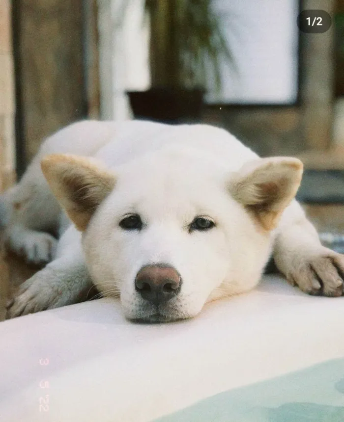 Cachorro raça Akita Inu idade 7 a 11 meses nome Mel