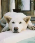 Mel