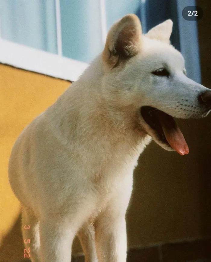 Cachorro raça Akita Inu idade 7 a 11 meses nome Mel