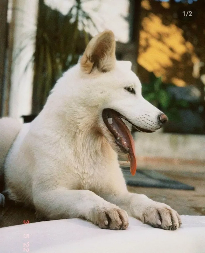 Cachorro raça Akita Inu idade 7 a 11 meses nome Mel