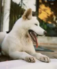 Mel