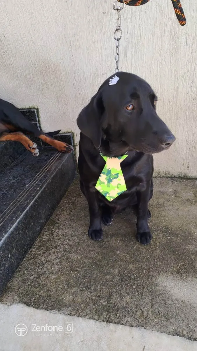 Cachorro ra a Labrador  idade 3 anos nome Hórus