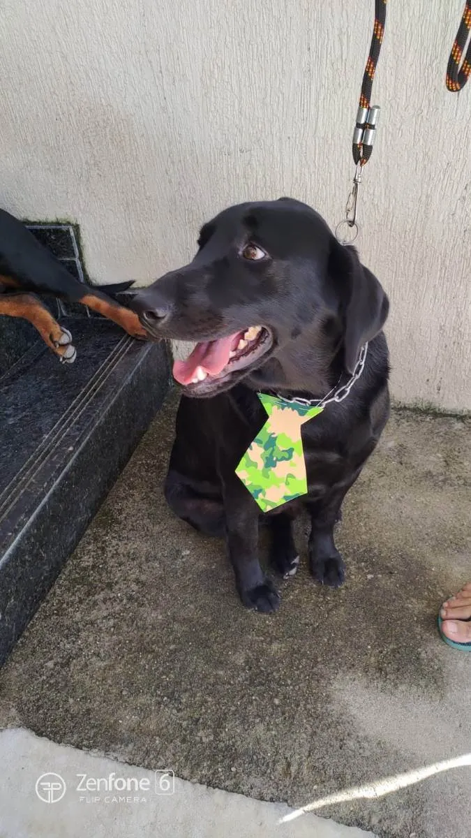 Cachorro ra a Labrador  idade 3 anos nome Hórus