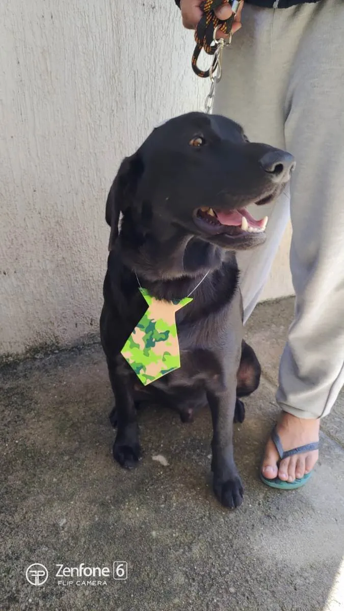 Cachorro ra a Labrador  idade 3 anos nome Hórus